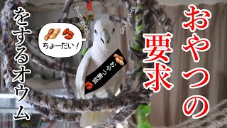 おやつが欲しい時は直接要求するソロモンオウムたろちゃん When cockatoo wants nuts he makes his request directly [upl. by Assiralk]