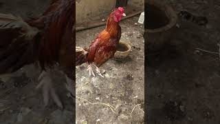 Father of tetra aseel pakistan viralvideo chicken likeforlikes [upl. by Iney506]