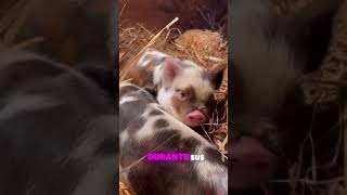 🐷 ¡Mini Pigs Las Mascotas Más Adorables y Sorprendentes 🐷 [upl. by Aihsyla]