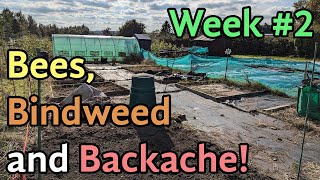 Bees Bindweed and Backache  Week 2 on the allotment [upl. by Gowrie]