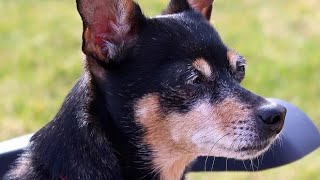 Cachorro pinscher bravo latindo [upl. by Persas579]