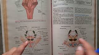 Guidelines BraintstemNeuroanatomy midbrainponsmedulla oblongata proff preparation neuroanatomy [upl. by Demott]