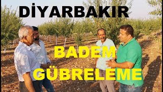 Badem Gübreleme  Badem Yatırımı  Diyarbakır Tarımı  Badem Yetiştiriciliği [upl. by Atilek]