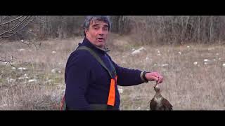 Woodcock Hunting in Bulgaria [upl. by Lisle]