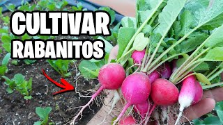 Como CULTIVAR RABANITOS con Éxito 🌱 La GUÍA COMPLETA  La Huerta de Ivan [upl. by Beitz]