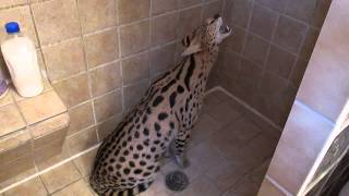 quotBodiequot the African Serval Cat Servals love the SHOWER [upl. by Eniamzaj]