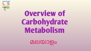 Overview of Carbohydrate Metabolism  Pathways  Biochemistry  Malayalam [upl. by Fulks309]