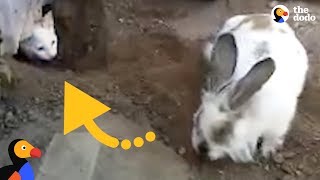 Very Determined Bunny Frees His Cat Friend  The Dodo [upl. by Celio]