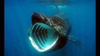 Facts The Basking Shark [upl. by Volding]