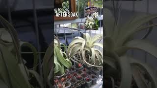 Tillandsia Streptophylla and Xerographica before amp after soak are there any different tillandsia [upl. by Strawn]