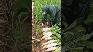 The radish harvest season this is the busy life in the countryside viralvideo youtubeshorts [upl. by Enrobialc]