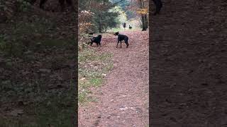 PERFEKTE KÖRPERSPRACHE VON HUNDEN‼️ [upl. by Plerre686]