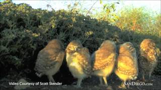 Burrowing Owls  San Diego Zoo Global Wildlife Conservancy  SanDiegocom [upl. by Etsirhc]