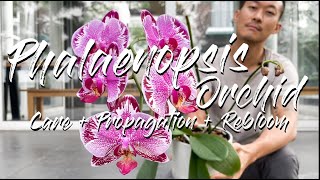 Phalaenopsis Orchid care propagation and rebloom [upl. by Notrem]