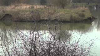 CHESTNUT POOL FISHERY LANGFORD BIGGLESWADE BEDFORDSHIRE ANGLERS MAIL TACTICAL BRIEFINGS [upl. by Barolet]