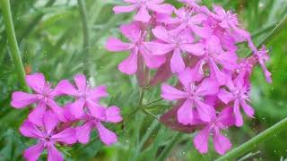 How to Grow Silene [upl. by Olgnaed]