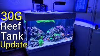 Mega Mixed Reef Tank Update [upl. by Lerim572]