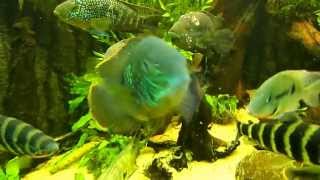 Aequidens Rivulatus Green Terror [upl. by Wrdna]