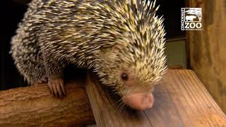 Rico the Brazilian Porcupine  Cincinnati Zoo [upl. by Notaek424]