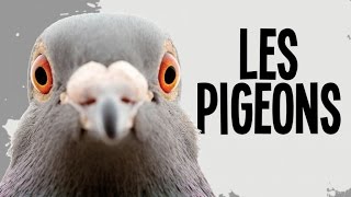 LES PIGEONS dans lhistoire [upl. by Ecital]