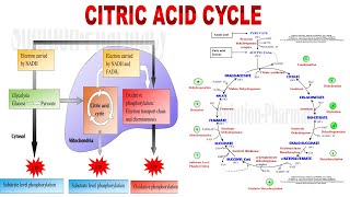 06 Significance of Citric Acid Cycle TCA cycle  Amphibolic Pathway amp Anaplerosis of TCA cycle [upl. by Prunella]