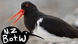 Chatham Island oystercatcher  New Zealand Bird of the Week [upl. by Symon]