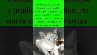 ¿A qué huele un gato [upl. by Eemla]