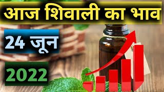 Mentha oil Rate today आज शिवाली का भाव पिपरमेंट का भाव आज काMenthantha oil production unit 24 जून [upl. by Adnoluy]