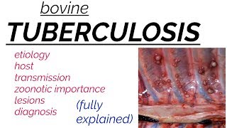 Bovine TUBERCULOSIS  etiology  transmission  lesions  diagnosis  zoonotic [upl. by Acina]