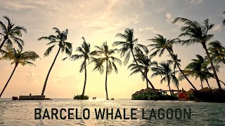 Maldives 2024  Barcelo Whale Lagoon [upl. by Chernow73]