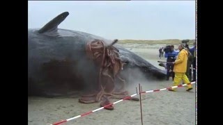 Exploding sperm whales [upl. by Kampmann]