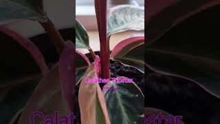 Calathea Triostar indoorplants calathea shortsfeed shortsviral shortsvideo plantslover plants [upl. by Clower]