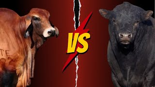 Aberdeen Angus Versus Red Brahman [upl. by Viki]