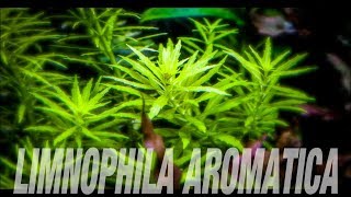 Aquarium Plants Limnophila Aromatica MINI [upl. by Furnary203]