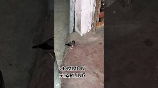 Common Starling httpswwwyoutubecomchannelUCdUZ9zKeBkP8oH7ioqpKCeg [upl. by Hardner]