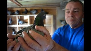 Pigeons Pigeon Fanciers Tipplerman of Great Britain Davey Warrener Subscribe for full documentary [upl. by Nwahsram223]