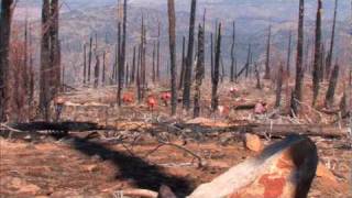 Reforestation Aims to Revitalize Cuyamaca Rancho State Park [upl. by Esiouqrut]