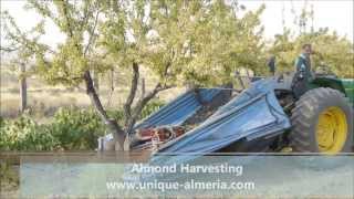 Almond Harvesting in Almeria Spain [upl. by Adnolrehs]