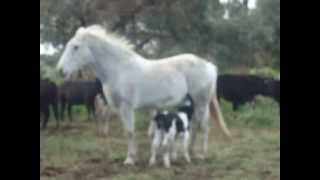 Mare adopts newborn calf  MUST SEE [upl. by Aicilev624]