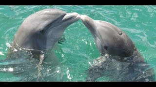 Dolphins Unveiled Incredible Facts You Didn’t Know  dolphin ke wo haqaiq jo aap nahi janty [upl. by Yllor]