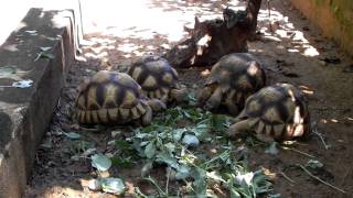 Astrochelys yniphora  tartaclubitaliait [upl. by Bromley]