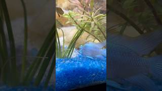 Ram cichlids Colour after getting stress free🥰🥰 viralvideo shorts [upl. by Arec]