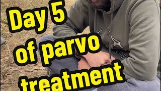 Day 5 of parvo treatment Puppies with parvo Parvovirus treatment [upl. by Negris]