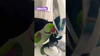 Parrot playing parrotgame parrotvideos alexandrineparakeet [upl. by Margarette]