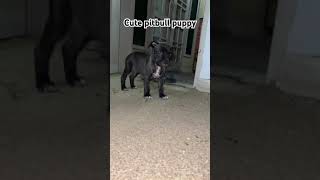 Cute pitbull puppy cute pitbulldog shorts trending viralvideo [upl. by Furlong389]