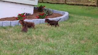 Cavalier King Charles Spaniel Puppies For Sale [upl. by Oileve]