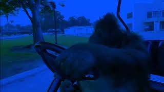 orangutan driving a golf cart DJANJO VERSION [upl. by Arim]