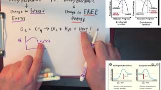 Exothermic and Endothermic vs Exergonic and Endergonic simplified [upl. by Forland]