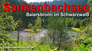 Sankenbachsee bei Baiersbronn [upl. by Novikoff]