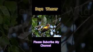 Baya Weaver ploceus philippines [upl. by Anett9]